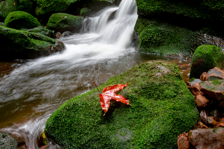 Red maple on green moss cover rock in waterfall.の写真素材
