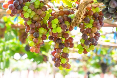 purple red grapes with green leaves on the wineの写真素材