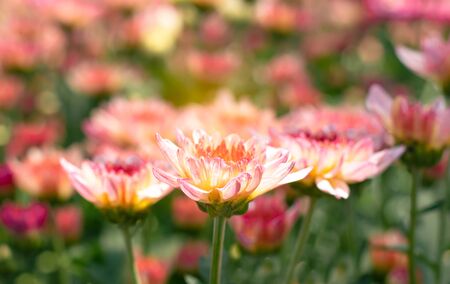 many orange white  Chrysanthemum flower in fieldの写真素材