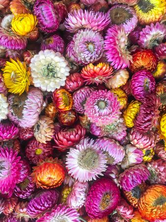 Beautiful flowers as backgroundの写真素材