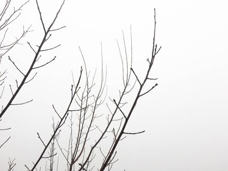 tree branches on a pale white backgroundの写真素材