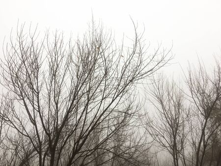 tree branches on a pale white backgroundの写真素材