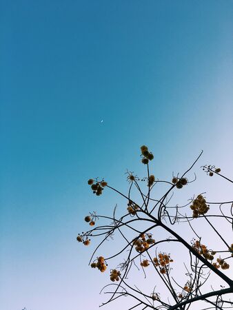 yellow flower with blue skyの写真素材