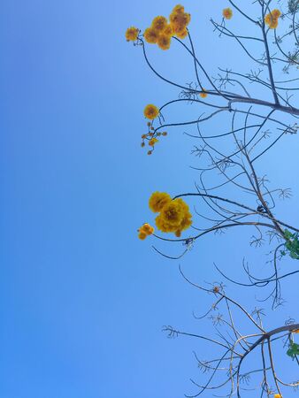 yellow flower with blue skyの写真素材
