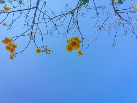 yellow flower with blue skyの写真素材