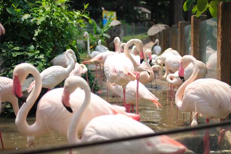 Pink big birds Greater Flamingosの写真素材