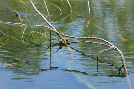 A tree branch in a riverの写真素材