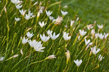 Flower In Royal Flora Ratchapruek Of Thailandの写真素材