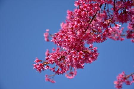 Cherry blossom branchの写真素材