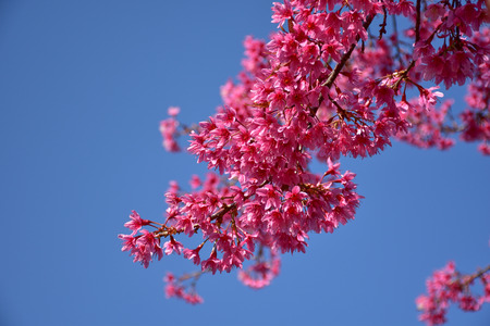 Cherry blossom branchの写真素材