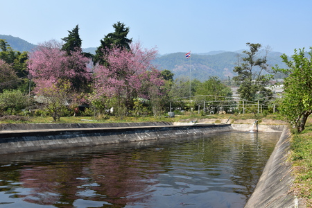 Rainbow trout pool with Cherry blossom in backgroundの写真素材