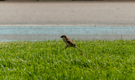 Little sparrow hoppin on grassの写真素材