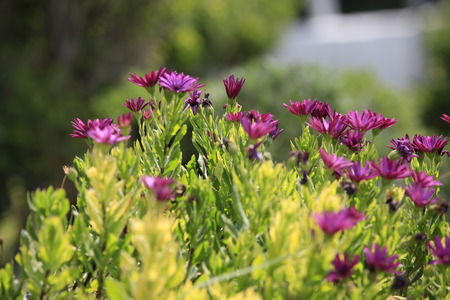 purple flowersの写真素材