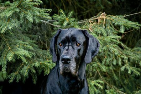 Headshot of a black Great Daneの写真素材