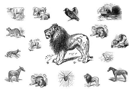 collection of different animals silhouettesの写真素材