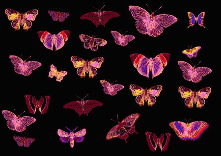 set of different butterfliesの写真素材