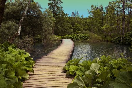wooden pathway in spring forestの写真素材