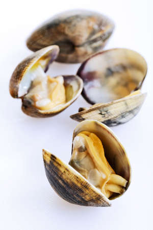 Fresh mussels on white backgroundの写真素材