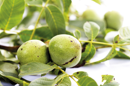 Fresh walnuts on twigの写真素材