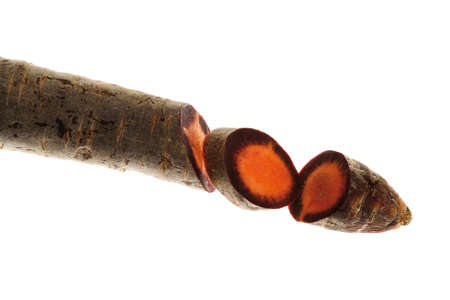 Purple haze carrot, close-upの写真素材