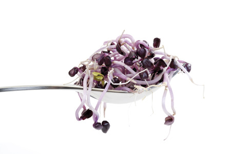 Radish sprouts, close-upの写真素材