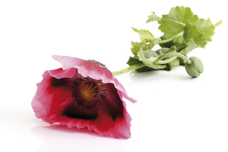 Opium poppy (Papaver somniferum)の写真素材