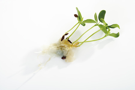 Tahoon Cress, close-upの写真素材