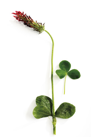 Red Trifoil (Trifolium rubens), close-upの写真素材