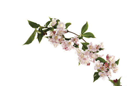 Weigela blossoms (Weigela)の写真素材