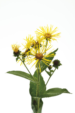 Wild sunflower (Inula helenium L.)の写真素材