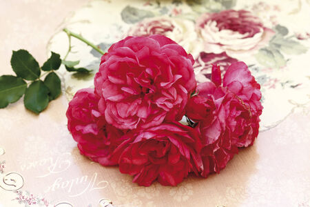 Rose blossoms on bistro tableの写真素材