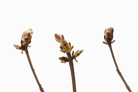 Chestnut budsの写真素材