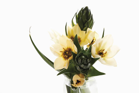 Ornithogalum
