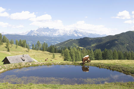 Austria, Salzburger Land, cow drinking from poolの写真素材