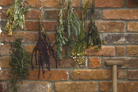 Austria, Salzburger Land, Dried herbs on brick wall, close upの写真素材