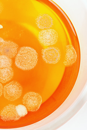 Orange mold fungus in glass bowl on white backgroundの写真素材