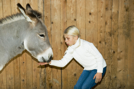 Girl feeding donkey