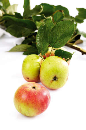 Organic applesの写真素材