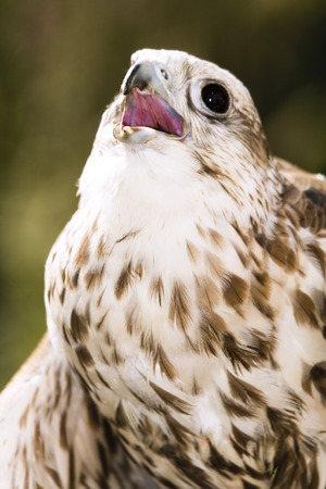 Germany, Köln, Saker Falcon in zooの写真素材