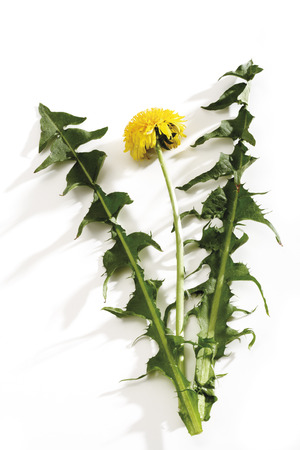 Dandelions, close-upの写真素材