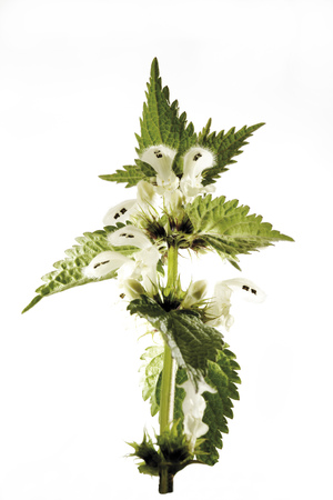 Deadnettle, close-upの写真素材