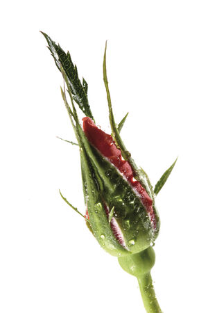 Red rosebudの写真素材