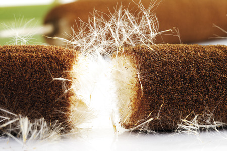 Cattail (Typha), close-upの写真素材