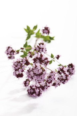 Wild Marjoram (Origanum vulgare)の写真素材