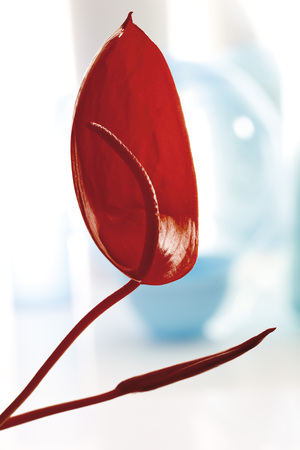 Anthurium flower (Anthurium)の写真素材