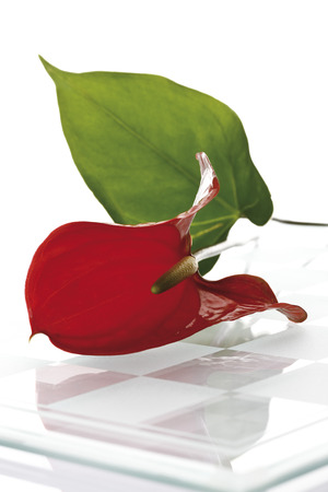 Anthurium flower (Anthurium) Anthurium flower (Anthurium)の写真素材