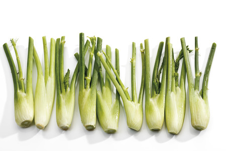 Fennel in a rowの写真素材