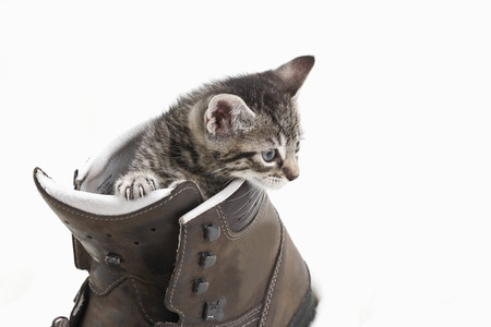 Domestic cat, kitten playing with hiking shoeの写真素材