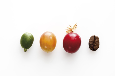 Coffee beans in a rowの写真素材