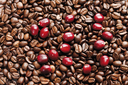 Fresh and roasted coffee beansの写真素材